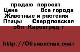 продаю  поросят  › Цена ­ 1 000 - Все города Животные и растения » Птицы   . Свердловская обл.,Кировград г.